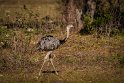 098 Noord Pantanal, nandoe